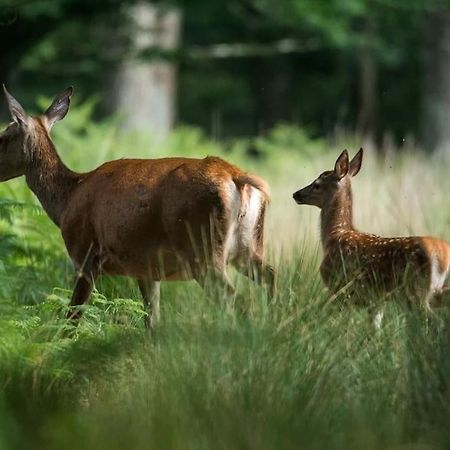 Maison Au Milieu Des Bois Et Des Animaux Jouy-le-Potier Εξωτερικό φωτογραφία