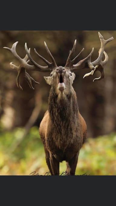 Maison Au Milieu Des Bois Et Des Animaux Jouy-le-Potier Εξωτερικό φωτογραφία